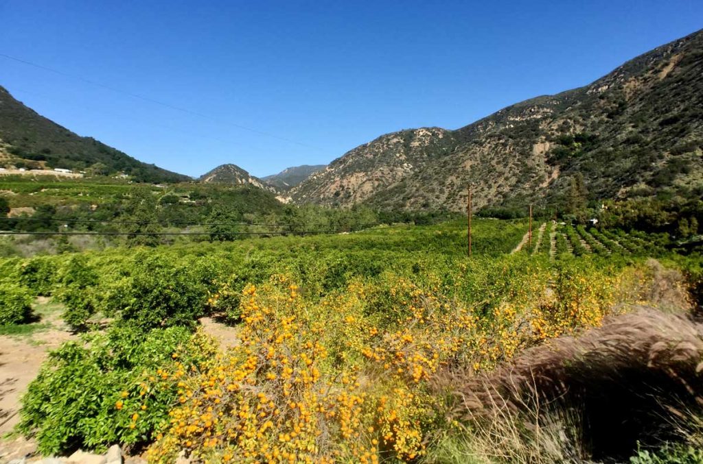 Citrus groves with Pixie trees in OJai.