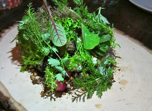 red medicine mushrooms