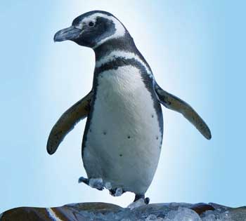 penguin-aquarium