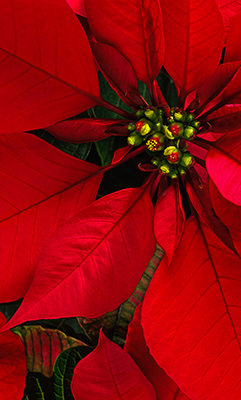 pointsettia1