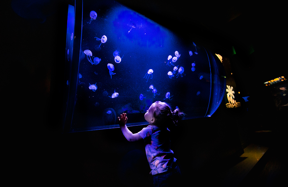 Moon Jelly experience in the Hall of Fishes photo courtesy Birch Aquarium at Scripps
