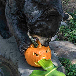 Black bear eating a pumpkin at the LA Zoo photo courtesy LA Zoo