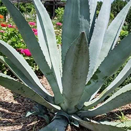 Agave plant photo courtesy The Huntington Library, Art Museum, and Botanical Gardens