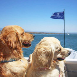 “San Diego Pet Day on the Bay”
