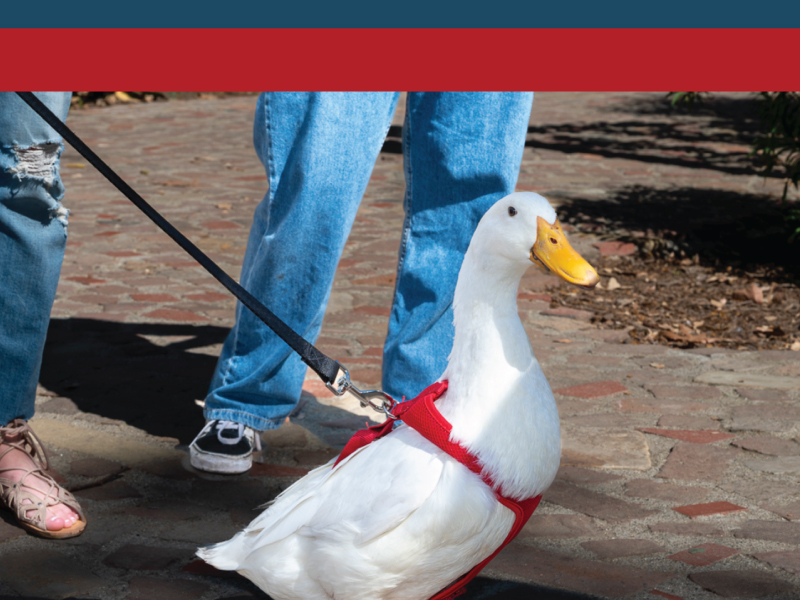 white duck on a leash