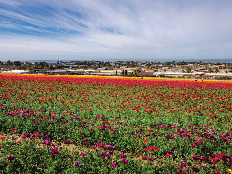 San Diego County Flower Fields