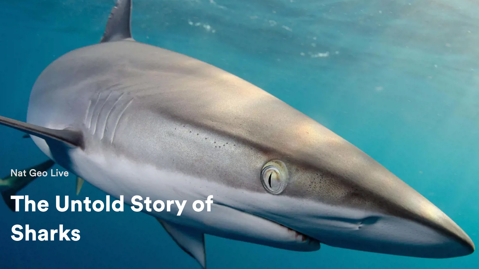 The Untold Story of Sharks