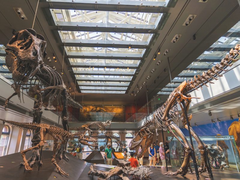 dinosaur skeletons in a large room with windows