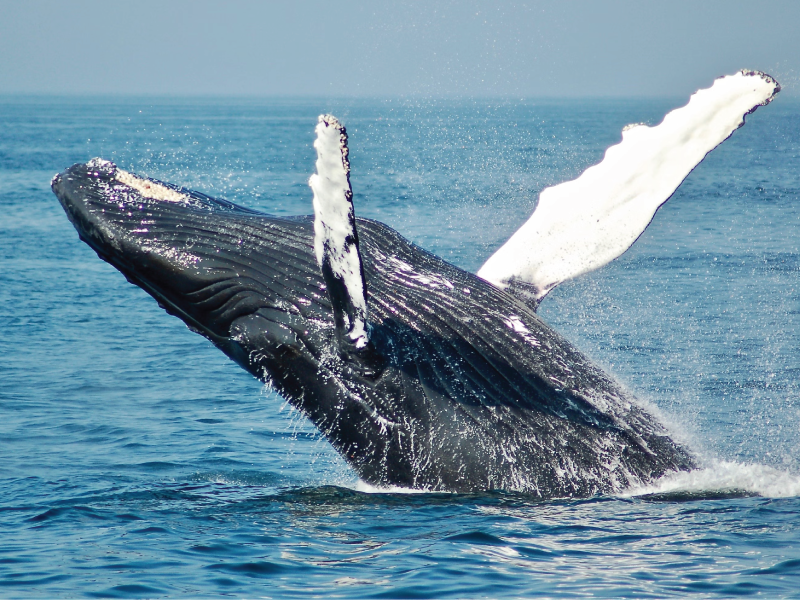 A Whale of a Mother's Day