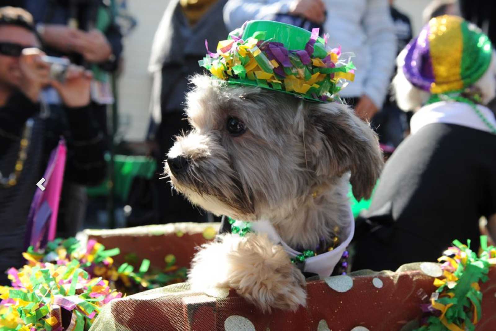 dog Celebrating Mardi Gras