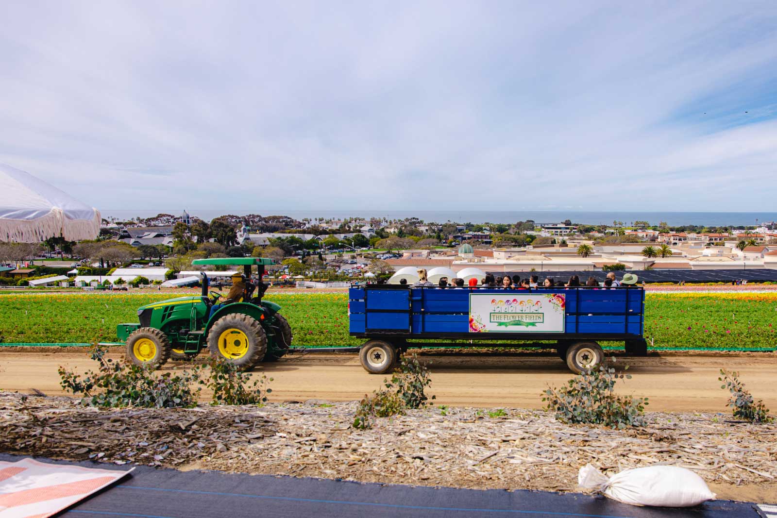 Flower Fields at Carlsbad Ranch