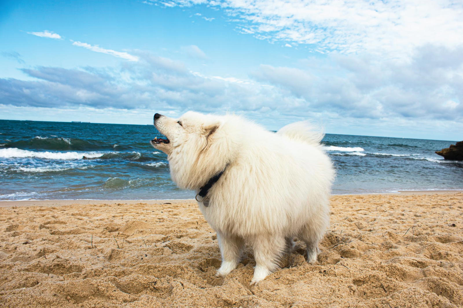 dog on a beach