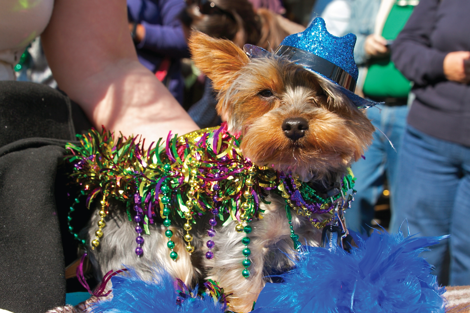 MUTTI GRAS PET PARADE AND COSTUME CONTEST