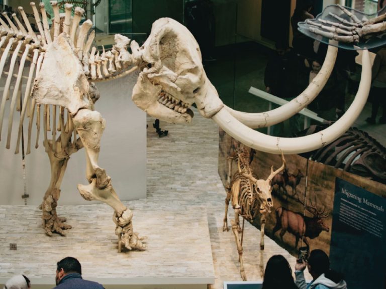 Museums-For-All Event