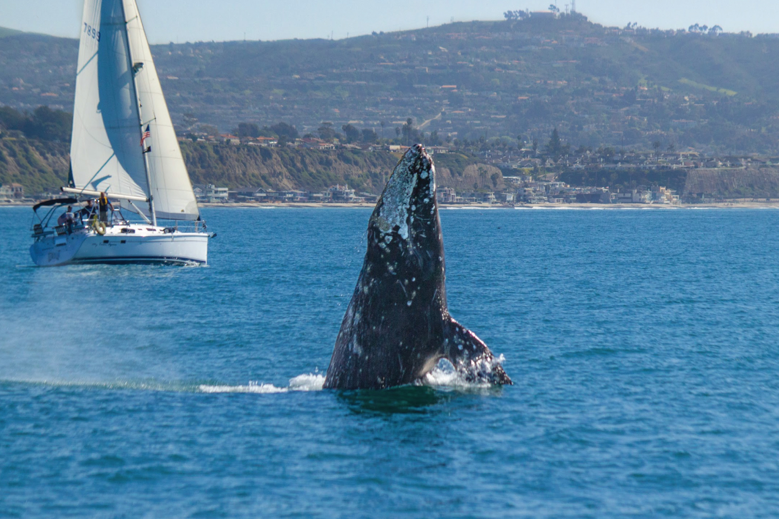 Dana Point Whale Festival